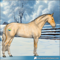Horse Color:Palomino Roan 