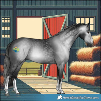 Horse Color:Gray White Spotted Black