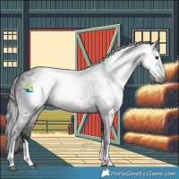 Horse Color:Gray White Spotted Black