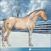 Horse Color:Palomino Roan Tobiano