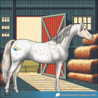 Horse Color:Palomino Roan Appaloosa 