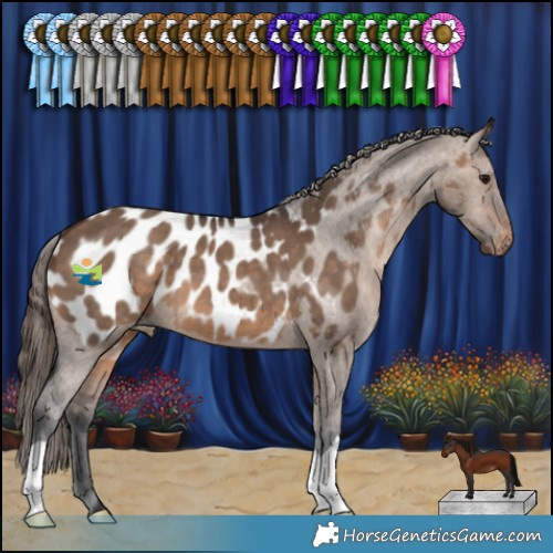 Horse Color:Brown Dun Appaloosa
