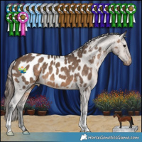 Horse Color:Brown Dun Appaloosa 