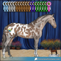 Horse Color:Brown Dun Appaloosa 
