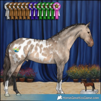 Horse Color:Brown Dun Appaloosa
