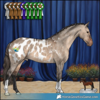 Horse Color:Brown Dun Appaloosa