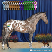 Horse Color:Brown Dun Appaloosa 