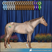 Horse Color:Red Dun Appaloosa Rabicano