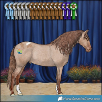 Horse Color:Red Dun Appaloosa Rabicano 