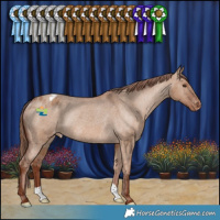 Horse Color:Red Dun Appaloosa Rabicano