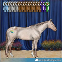 Horse Color:Red Dun Appaloosa Rabicano 