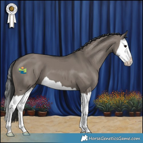 Horse Color:Grullo Splash 