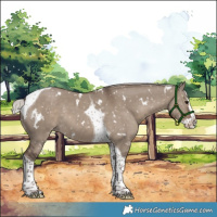 Horse Color:White Spotted Silver Grullo Splash Tobiano Appaloosa 