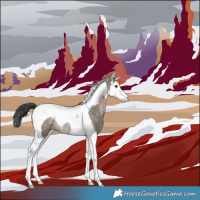 Horse Color:Brown Dun Splash Tobiano Appaloosa Rabicano 