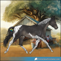 Horse Color:Smoky Black Tobiano 