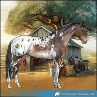 Horse Color:White Spotted Brown Tobiano Appaloosa Rabicano 