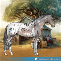 Horse Color:White Spotted Brown Tobiano Blanket Rabicano 