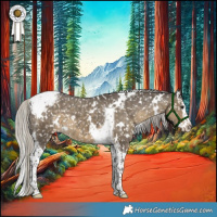 Horse Color:White Spotted Silver Smoky Grullo Splash Tobiano Appaloosa 