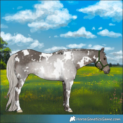 Horse Color:White Spotted Silver Black 