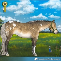 Horse Color:White Spotted Silver Buckskin Dun Tobiano Rabicano