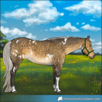 Horse Color:White Spotted Silver Buckskin Dun Tobiano Rabicano 