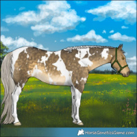 Horse Color:White Spotted Silver Buckskin Dun Tobiano 