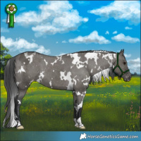 Horse Color:White Spotted Grullo Appaloosa 