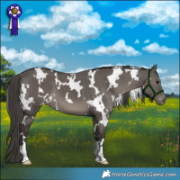 Horse Color:White Spotted Smoky Grullo Varnish 