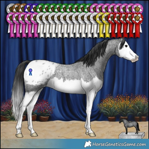 Horse Color:Blue Roan Splash Appaloosa 