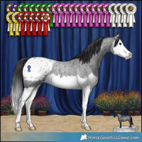 Horse Color:Blue Roan Splash Appaloosa 