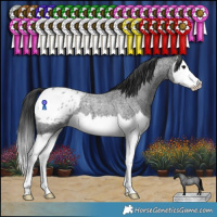 Horse Color:Blue Roan Splash Appaloosa