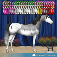 Horse Color:Blue Roan Splash Appaloosa