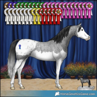 Horse Color:Blue Roan Splash Appaloosa 