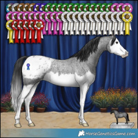 Horse Color:Blue Roan Splash Appaloosa 