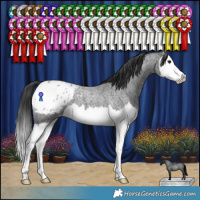 Horse Color:Blue Roan Splash Appaloosa 