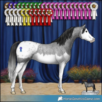 Horse Color:Blue Roan Splash Appaloosa 