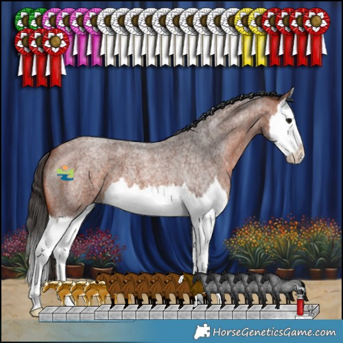 Horse Color:Bay Roan Splash 
