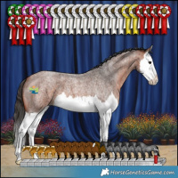 Horse Color:Bay Roan Splash 