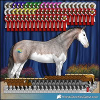 Horse Color:Bay Roan Splash 