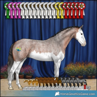 Horse Color:Bay Roan Splash