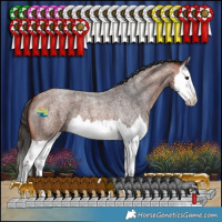 Horse Color:Bay Roan Splash 