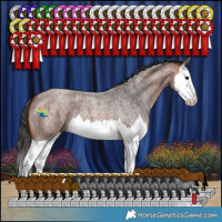 Horse Color:Bay Roan Splash 