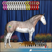 Horse Color:Bay Roan Splash 