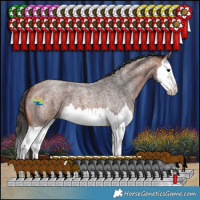 Horse Color:Bay Roan Splash 