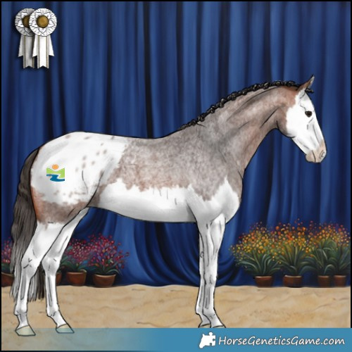 Horse Color:Bay Roan Splash Appaloosa 