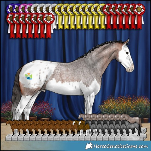 Horse Color:Bay Roan Splash Appaloosa