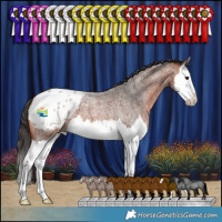 Horse Color:Bay Roan Splash Appaloosa 