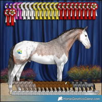 Horse Color:Bay Roan Splash Appaloosa