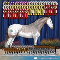Horse Color:Bay Roan Splash Appaloosa 