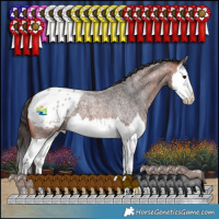 Horse Color:Bay Roan Splash Appaloosa